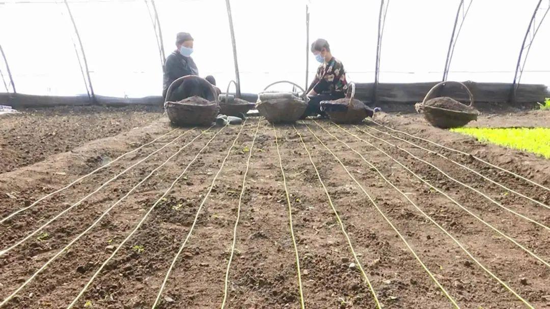 肺炎一号最新动态，研究、进展与应对策略