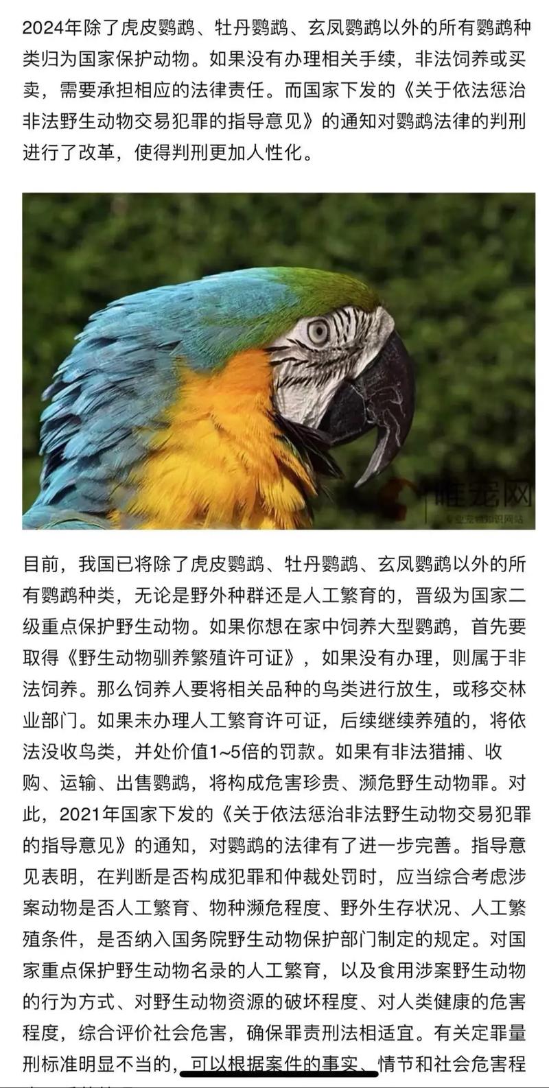 鹦鹉最新政策，保护与发展并重的新时代篇章