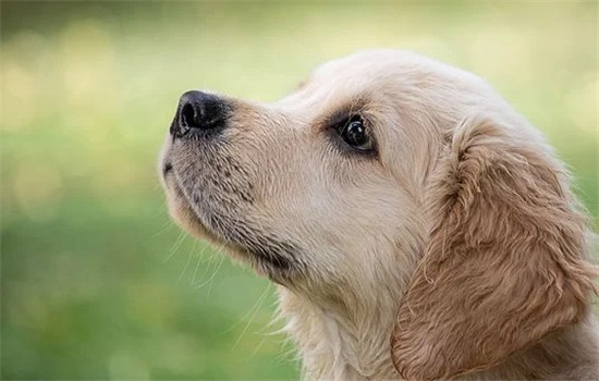 犬公主最新版，游戏深度解析与体验分享