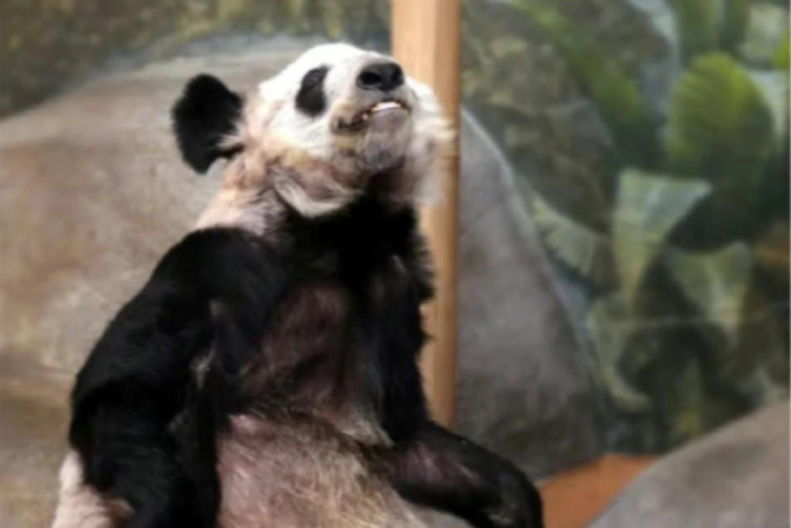 YY大熊猫的最新动态